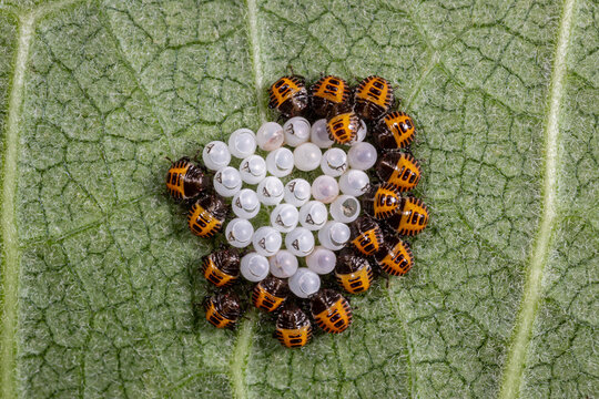 Brown marmorated stink bug eggs and nymph instar hatching from eggs. Invasive Insect control, agriculture and garden pest concept.