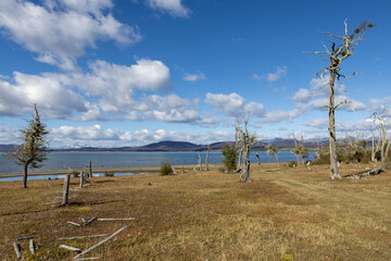 Fototapeta na wymiar Picturesque landscape with beautiful trees covered with spanish moss at Lago Yehuin on the island Tierra del Fuego, Argentina, South America