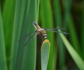 A flying Spitzenfleck dragonfly closeup at summer in saarland