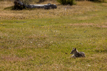 Observing a fox in the Reserva Lago Yehuin on Tierra del Fuego island in Argentina, South America