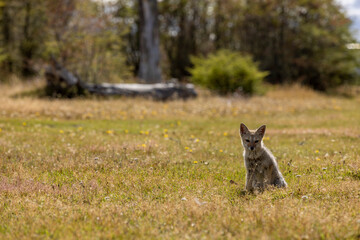 Observing a fox in the Reserva Lago Yehuin on Tierra del Fuego island in Argentina, South America