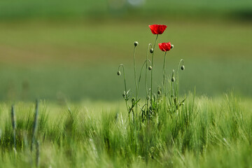 Mohnblumen und Knospen im Kornfeld
