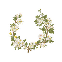 Wreath with flowering branches of garden trees. Botanical vintage illustration. Cherry and hawthorn flowers isolated on a transparent background.