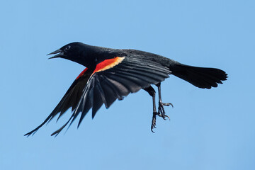 Red Wing Blackbird Taking Flight