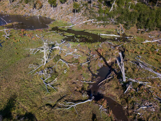 Aerial view of a beaver habitat in Reserva Lago Yeguin on the island Tierra del Fuego, Argentina,...