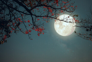 Romantic night scene - Beautiful pink flower blossom in night skies with full moon. sakura flower...
