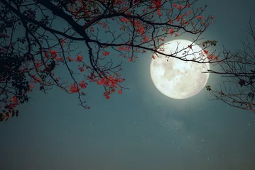 Cercles muraux Pleine lune Romantic night scene - Beautiful pink flower blossom in night skies with full moon. sakura flower in night