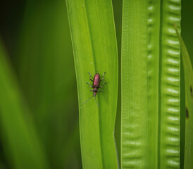 A minimalistic closeup of a redsoftbug at summer in saarland top view, copy space