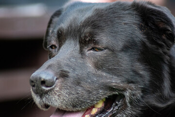 Tired and thirsty, old black labrador close up head portrait