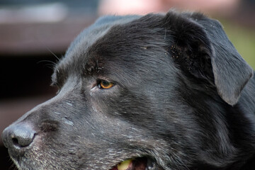 Black old labrador dog close up head profile