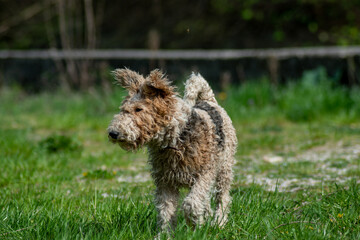Fox terrier running around in the nature