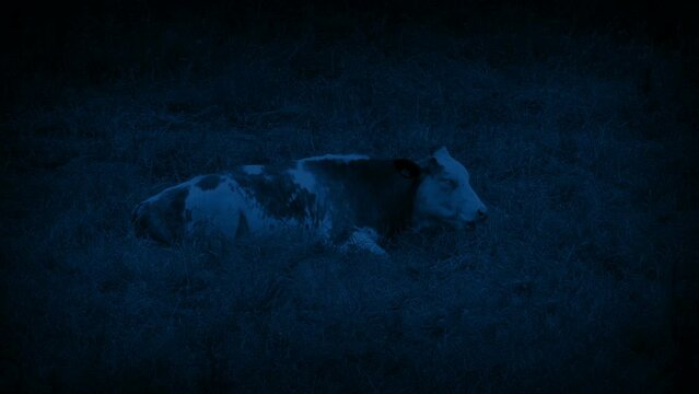 Cow Lying Down Chewing The Cud At Night