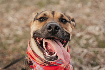 Cute adult dog smiling