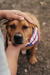 Portrait of a rescue dog