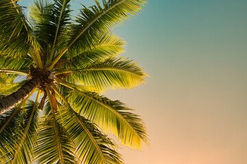 Fototapeta na wymiar Summer time background of palm trees and blue colorful sky background. 