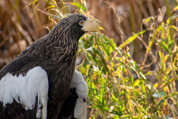 A close portrait of steller's sea eagle	