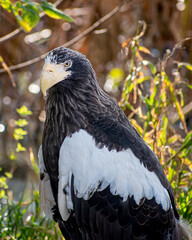 A close portrait of steller's sea eagle	