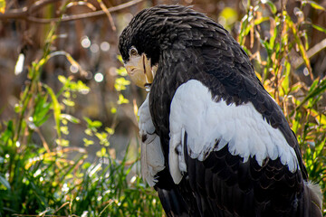 A close portrait of steller's sea eagle	