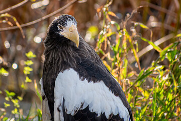 A close portrait of steller's sea eagle	