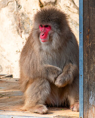 Japanese snow monkeys are enjoying a sunny day