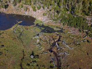Aerial view of a beaver habitat in Reserva Lago Yeguin on the island Tierra del Fuego, Argentina, South America - obrazy, fototapety, plakaty