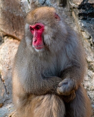 Japanese snow monkeys are enjoying a sunny day