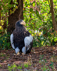 A close portrait of steller's sea eagle	