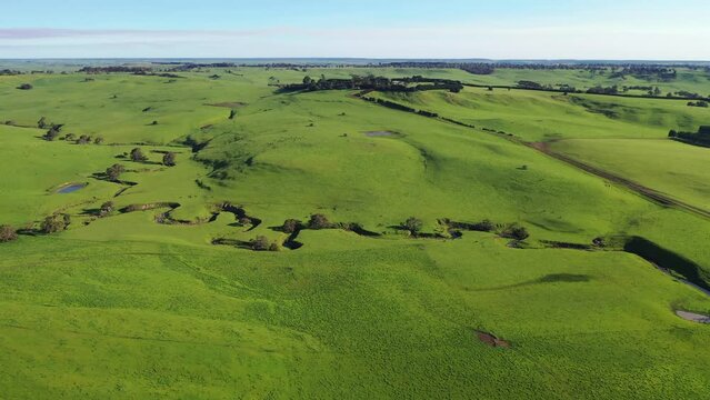 beautiful cattle in Australia  eating grass, grazing on pasture. Herd of cows free range beef being regenerative raised on an agricultural farm. Sustainable farming of food crops. Cow in field 