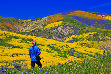 Fototapeta na wymiar A hiker enjoying the wildflower super bloom in Carrizo Plain National Monument - one of the best place to see amazing wildflowers 