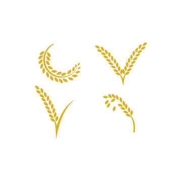 yellow wheat icon set logo