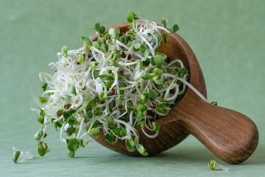 Broccoli Sprouts Spilled from a Scoop