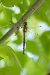 Dragonfly (Synthemistidae) resting on a tree branch. Macro photography.