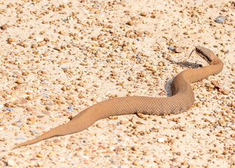 Cottonmouth Snake Image