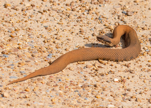 Cottonmouth Snake Image