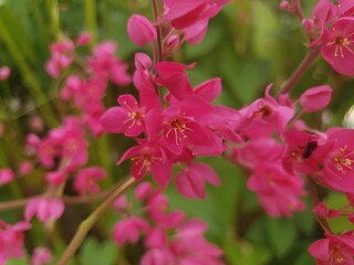 pink flowers