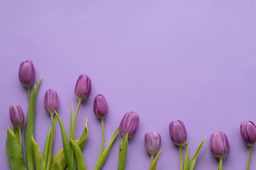 Spring fresh tulips on violet background for mother's day, valentine greetingcard