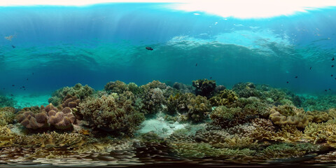Tropical coral reef. Scene reef. Marine life sea world. Underwater fish reef marine. Philippines. Virtual Reality 360.