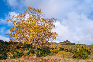 Fototapeta premium 山田牧場の紅葉