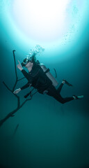 diver diving above a halocline in Angelita cenote close to a tree