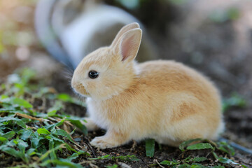 Closeup Rabbit in the garden on natural background. Animal mammals concept.