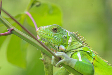 Green Lizard