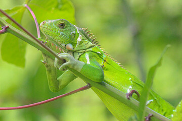 Green Lizard