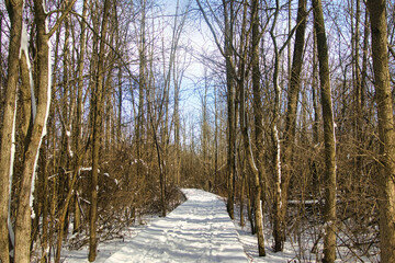 Beneath a mostly clear Winter sky, a hiking trail passes through a forest of bare trees at Lion's Den Gorge near Grafton, WI.