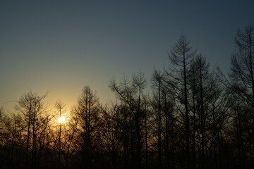 森を照らす朝日