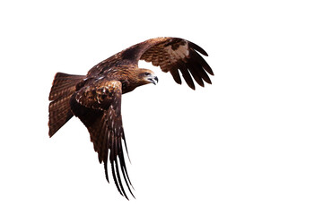 Black kite flying isolated on transparent background png file