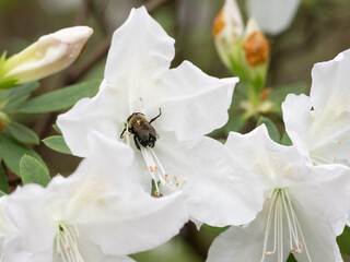 Bumblebee Gathering Pollen in a White Azalea Flower
