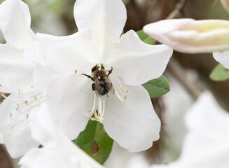 Close Up of a Bumblebee Gathering Pollen in a White Azalea Flower