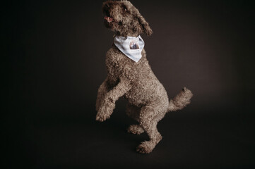 black and white poodle