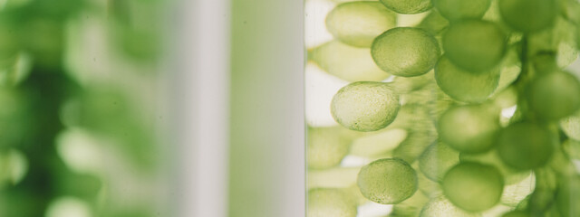 banner background of process production and experiment of fuel. Photobioreactor in laboratory of algae fuel, biofuel industry project, Algae research in industrial laboratories for medicine.