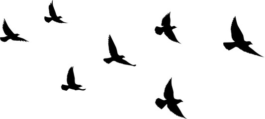 Obraz na płótnie Canvas Black vector flying birds flock silhouettes isolated on white background. symbol tattoo design graphic.
